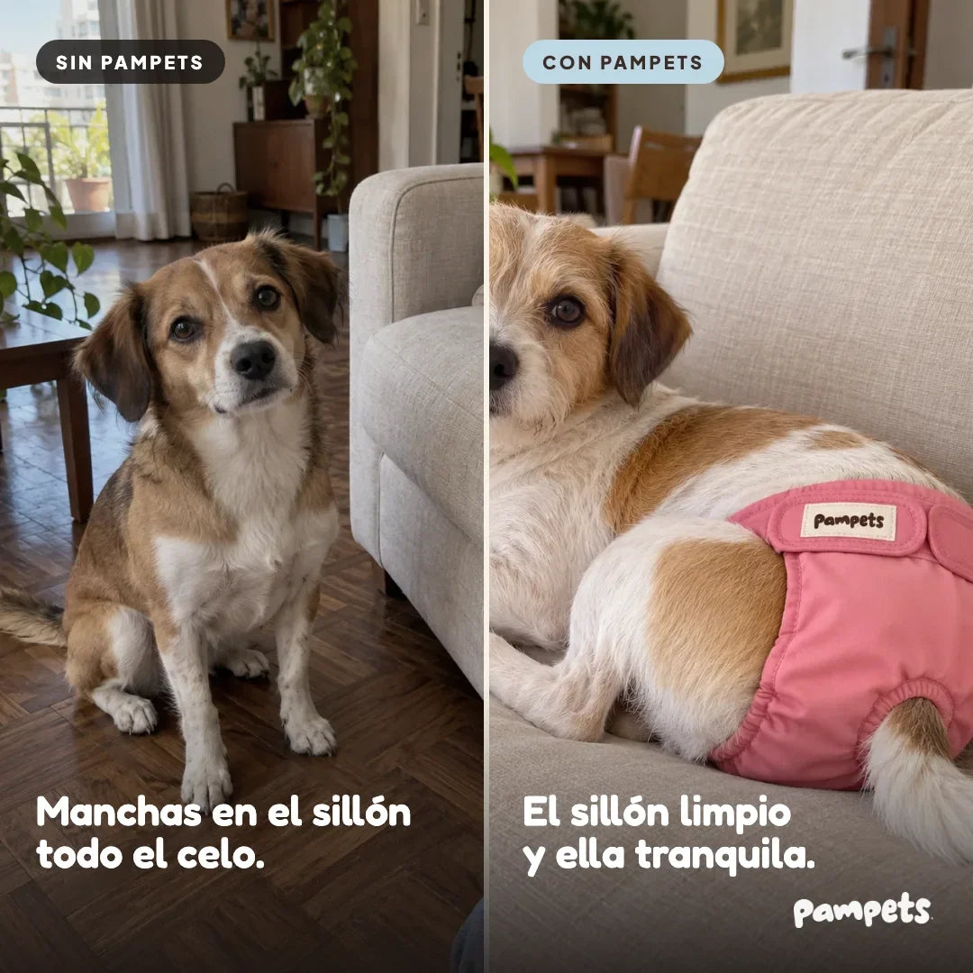 Pañal lavable para perra